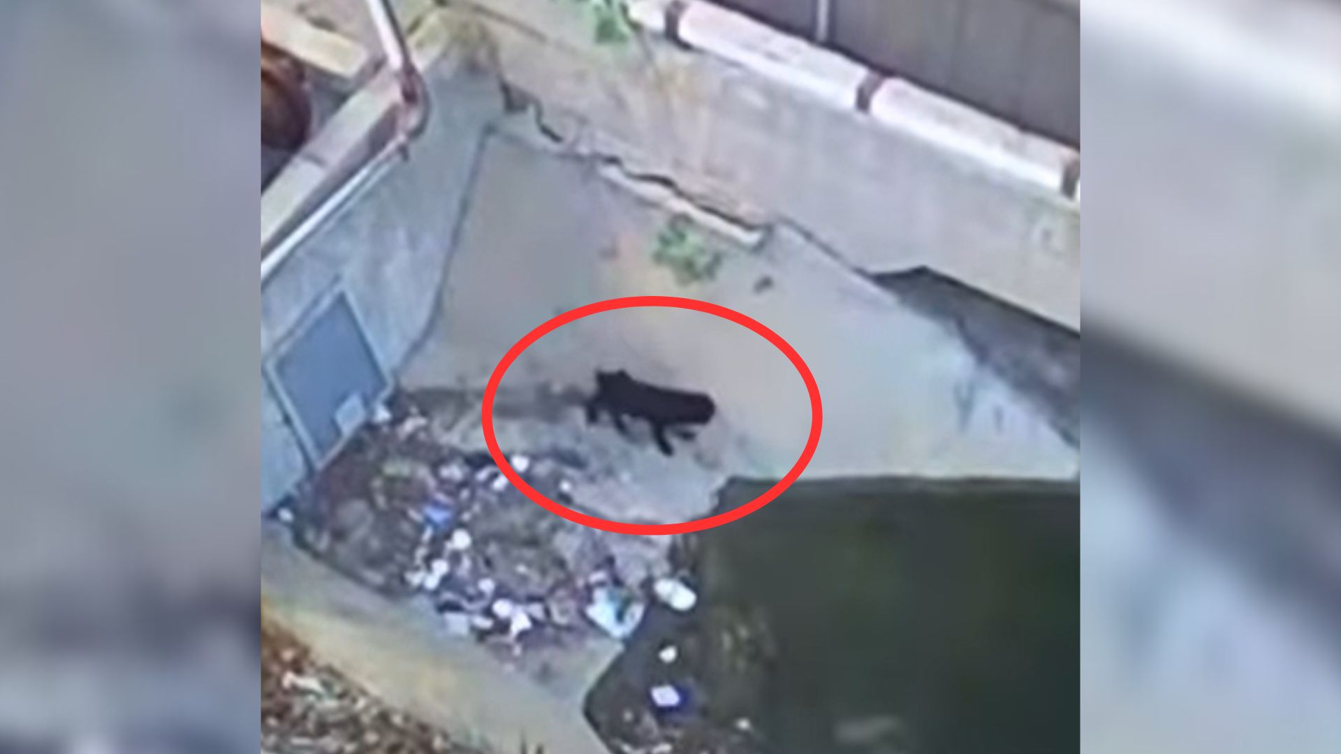 California Recycling Center Employees Shocked To See A Strange Animal Dumped Outside