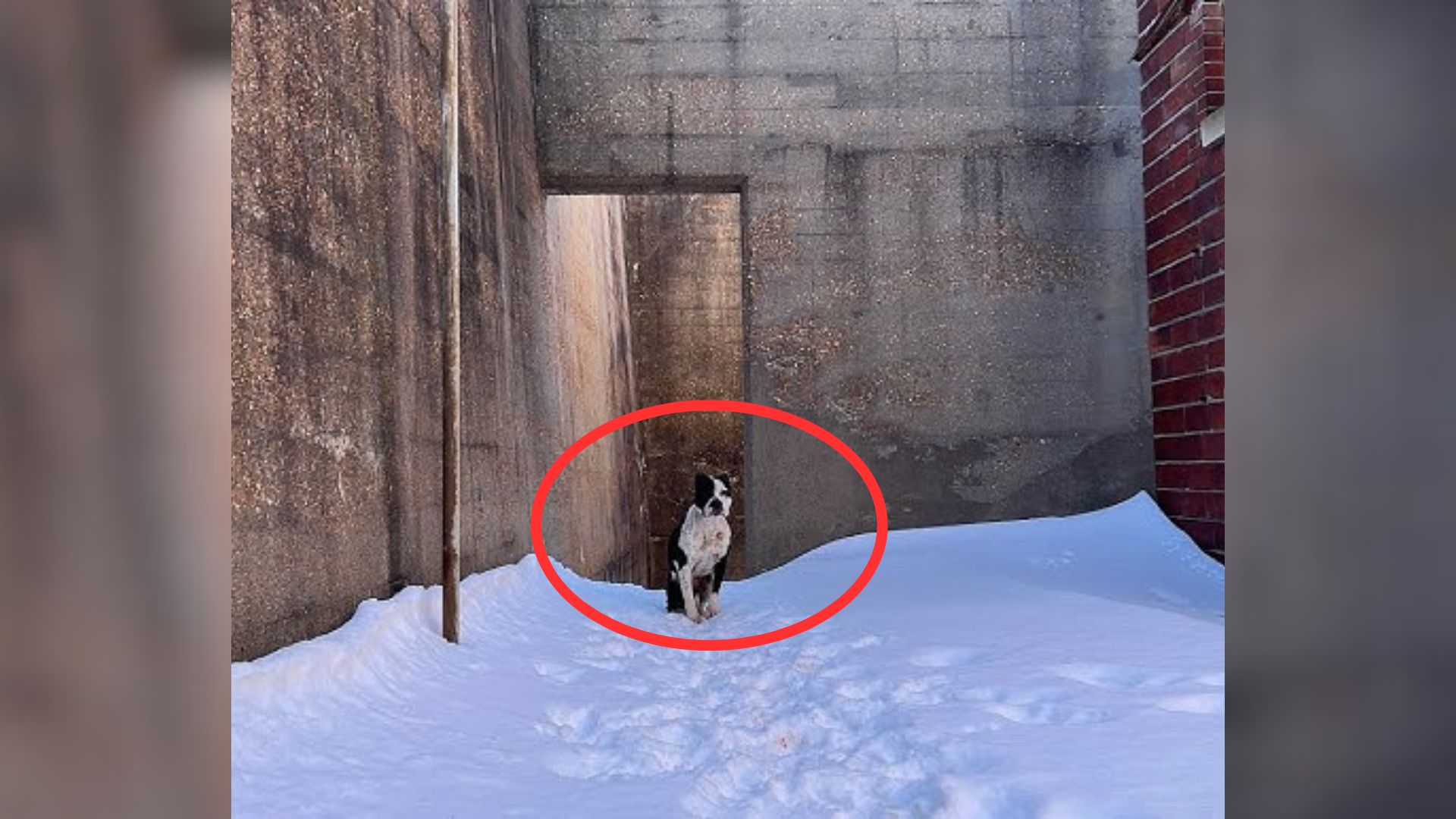 Pup Freezing In A Cold And Abandoned Building