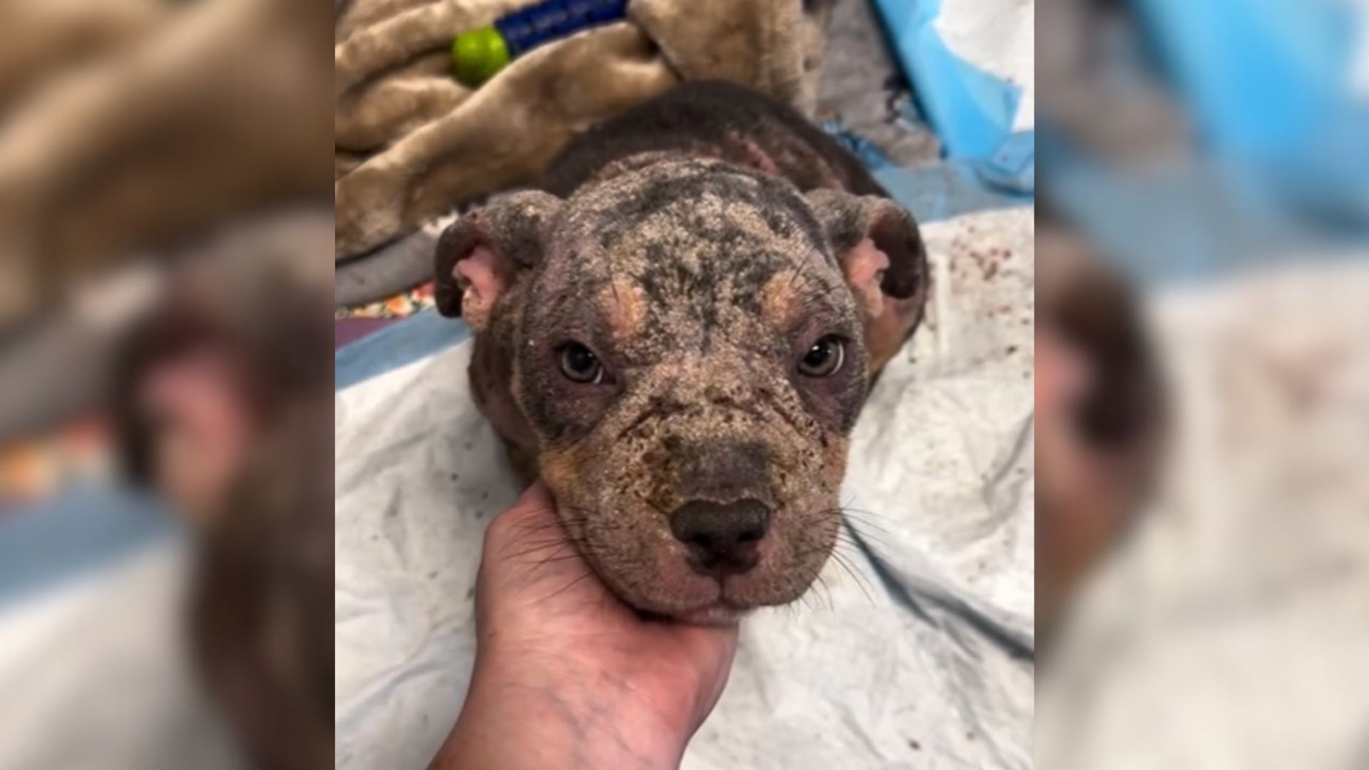 Rescuers Thought This Crusty Bald Dog Was A Puppy