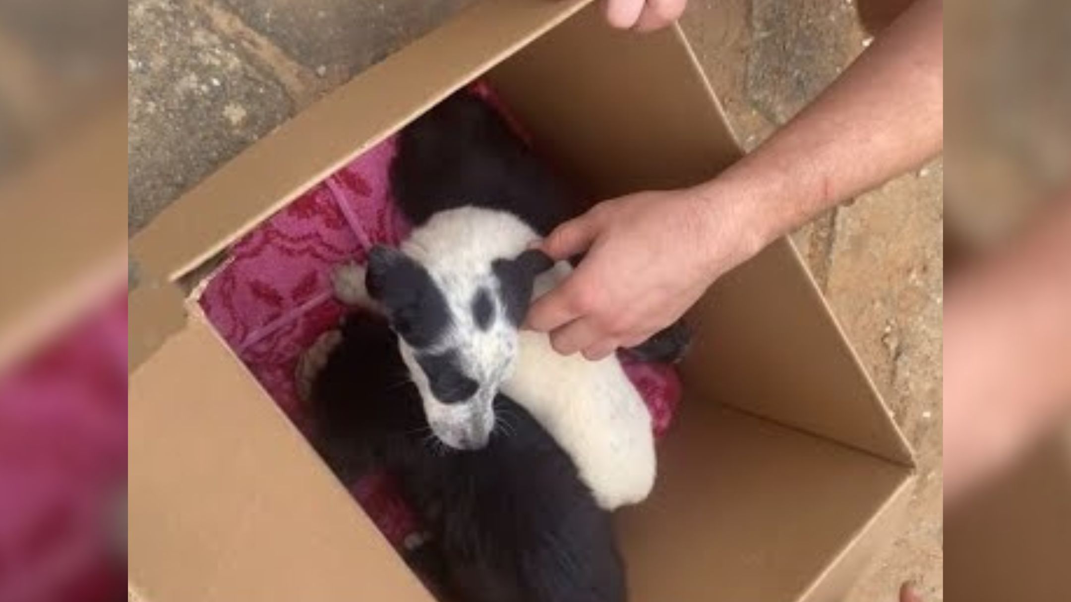 Rescuers Were In Disbelief After Finding 3 Puppies In A Cemetery Crying For Their Mom