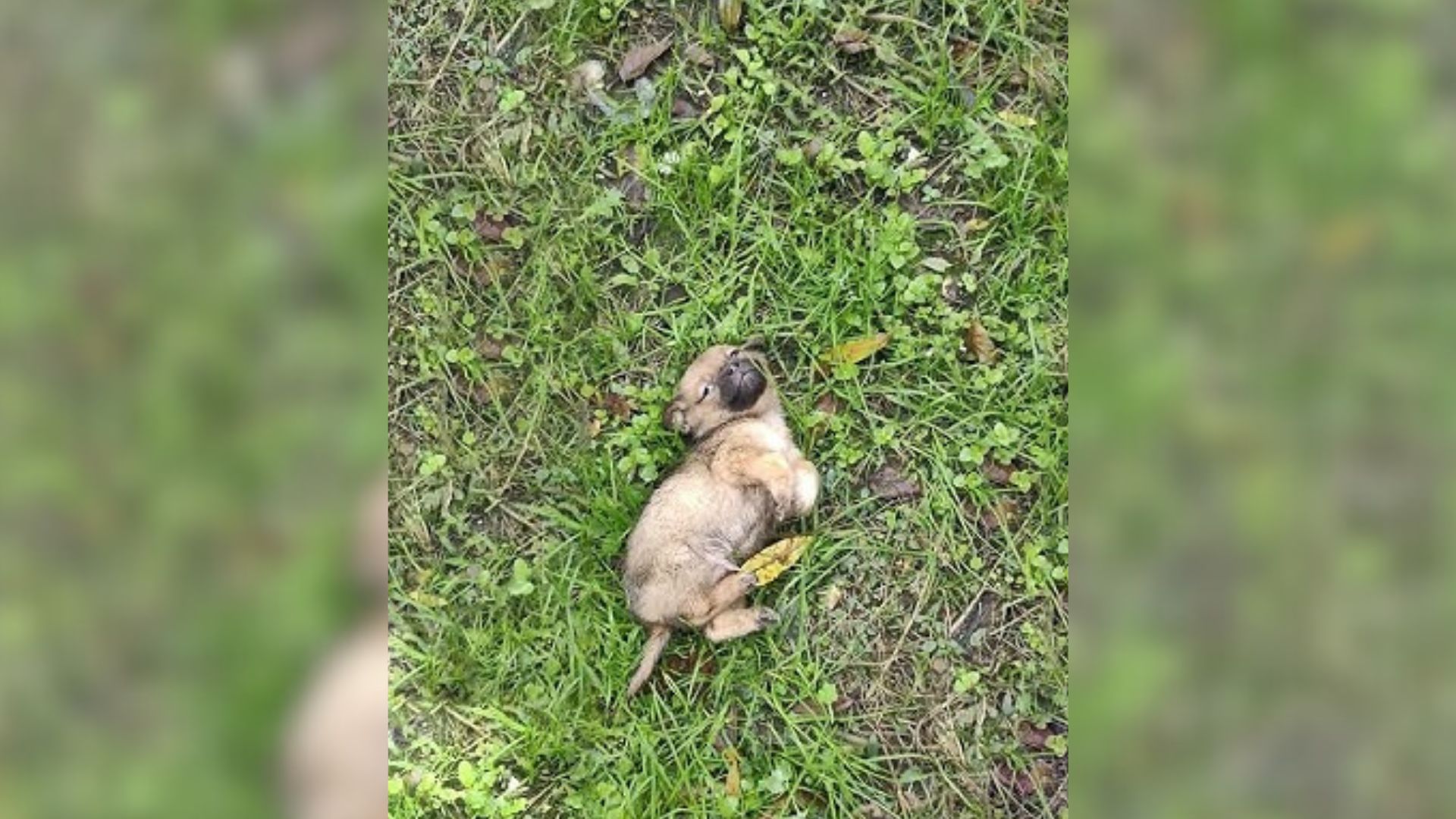 Scared And Abandoned Puppy Couldn’t Stop Trembling Until He Met Someone Special