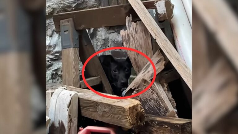 Scared Pup Lived All Alone In Abandoned Building