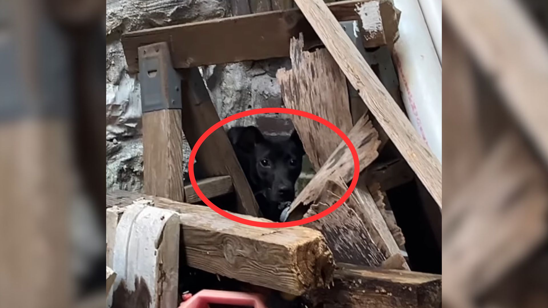 Scared Pup Lived All Alone In Abandoned Building