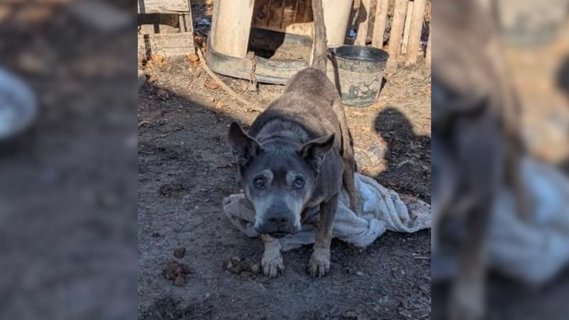 New Jersey Rescuers Discover A Dog Chained In Freezing Weather And Rush To Help