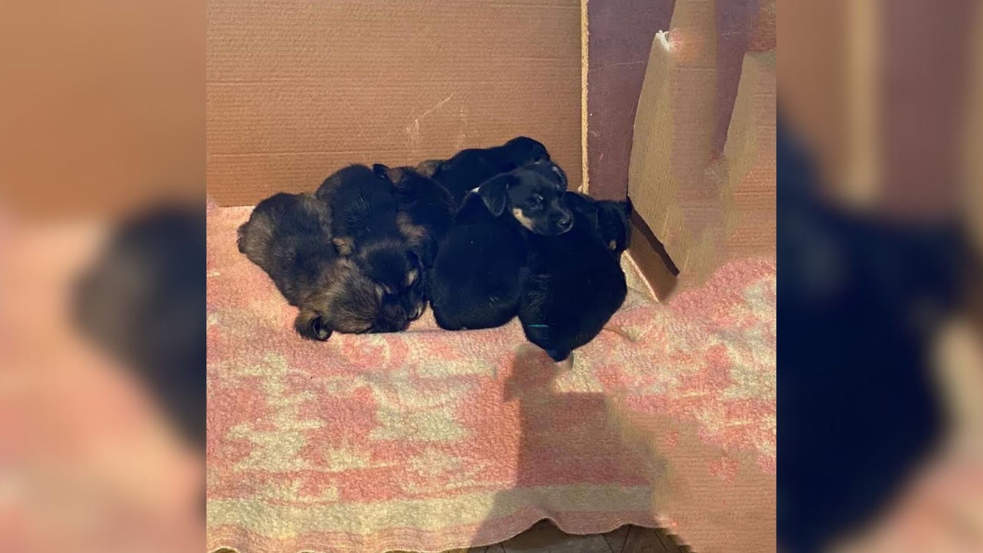 Six Tiny Puppies Dumped Near The Highway Curled Up Together To Survive Fear And Uncertainty 