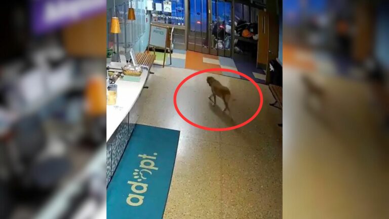 Staff Shocked As Camera Shows Smart Shelter Dog