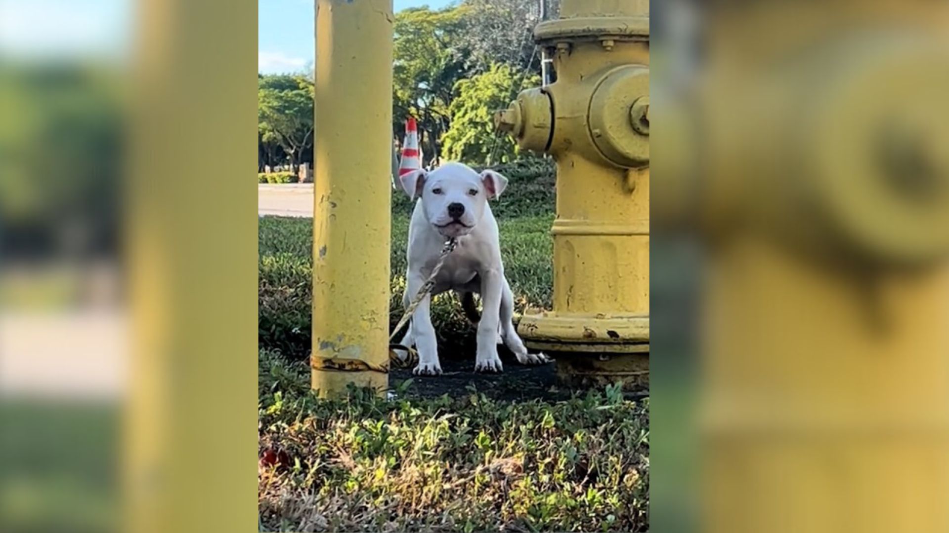 Staff Shocked To Discover Tiny Surprise Crying In Despair After Being Tied To Pole Outside Shelter