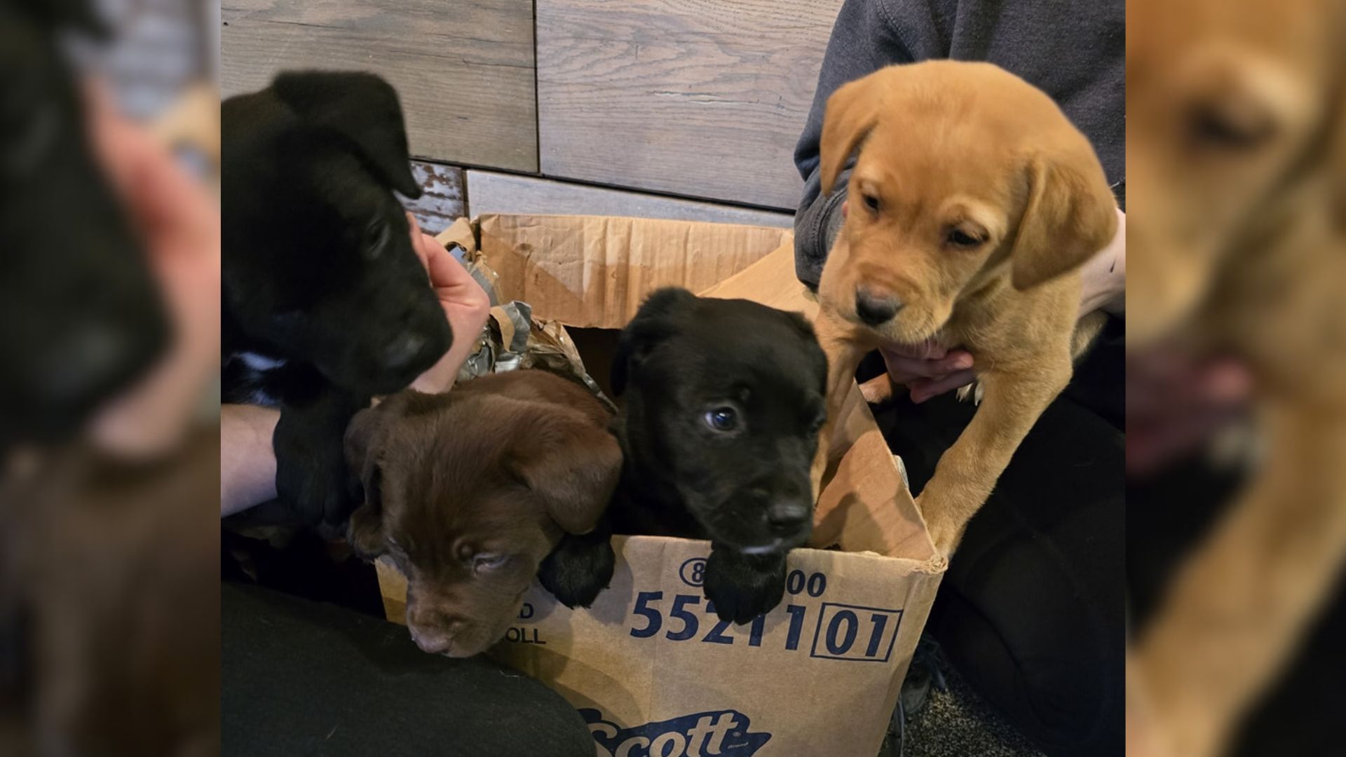 Rescuers Shocked To Realize Someone Left A Box With Furry Surprises In Front Of The Shelter