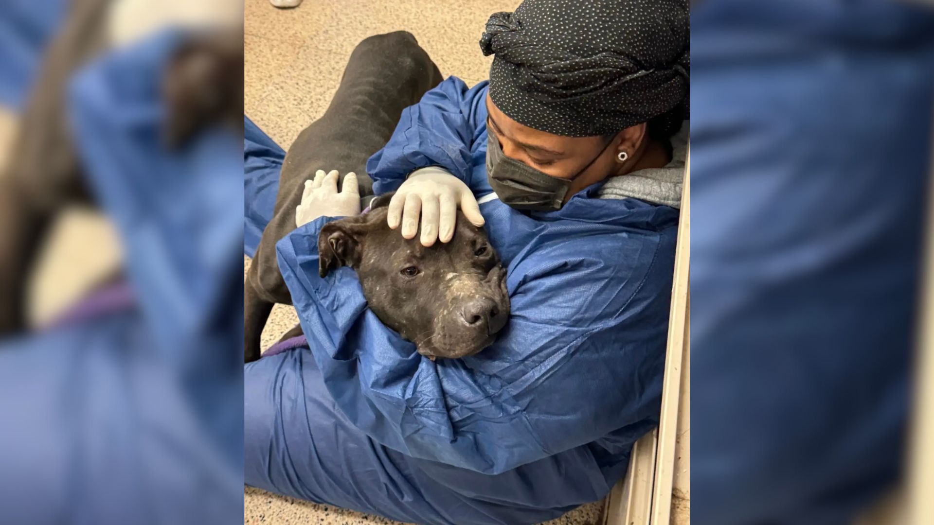 Suffering Dog Melted In His Rescuer's Arms On The Shelter