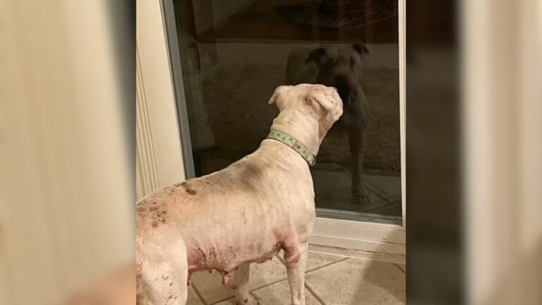 Sweet Dog Kicked Out Of Her Home