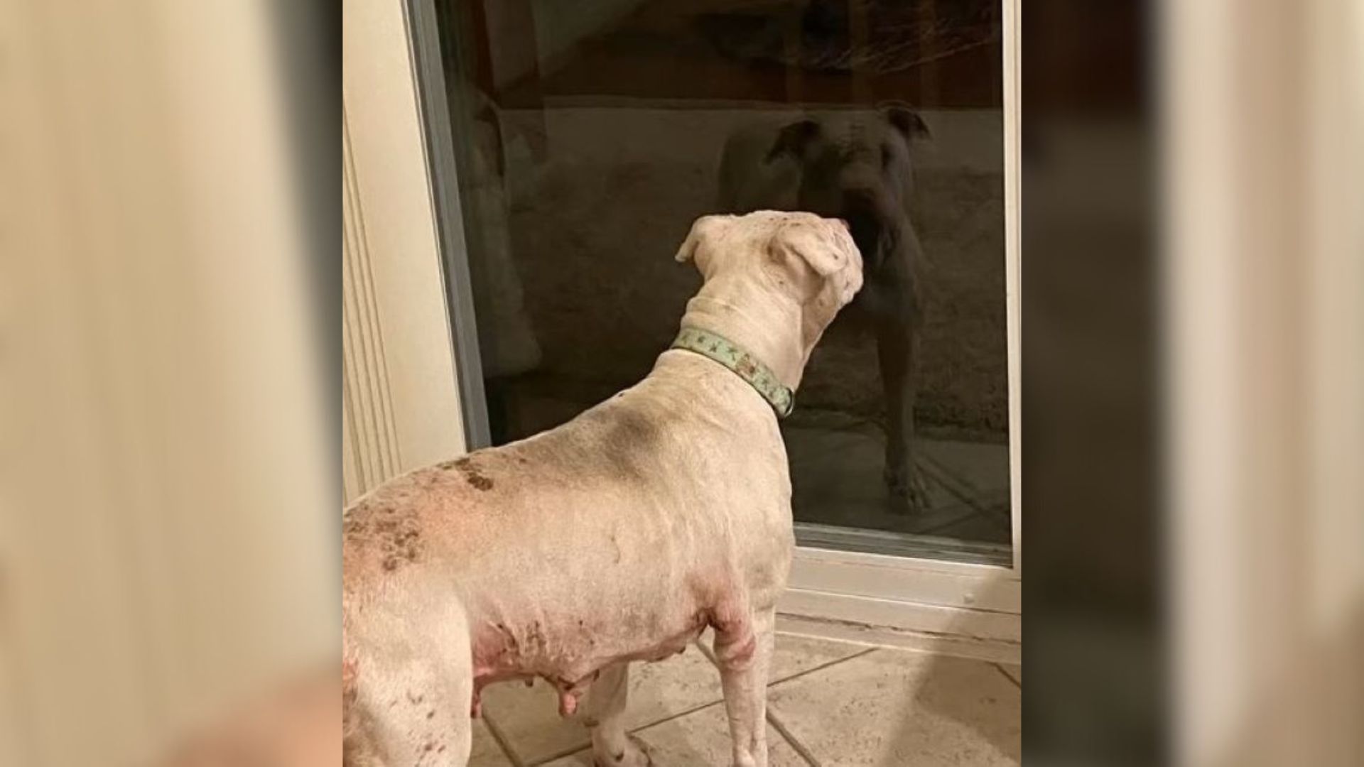 Sweet Dog Kicked Out Of Her Home
