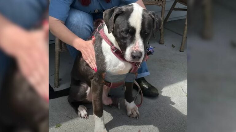 shelter dog