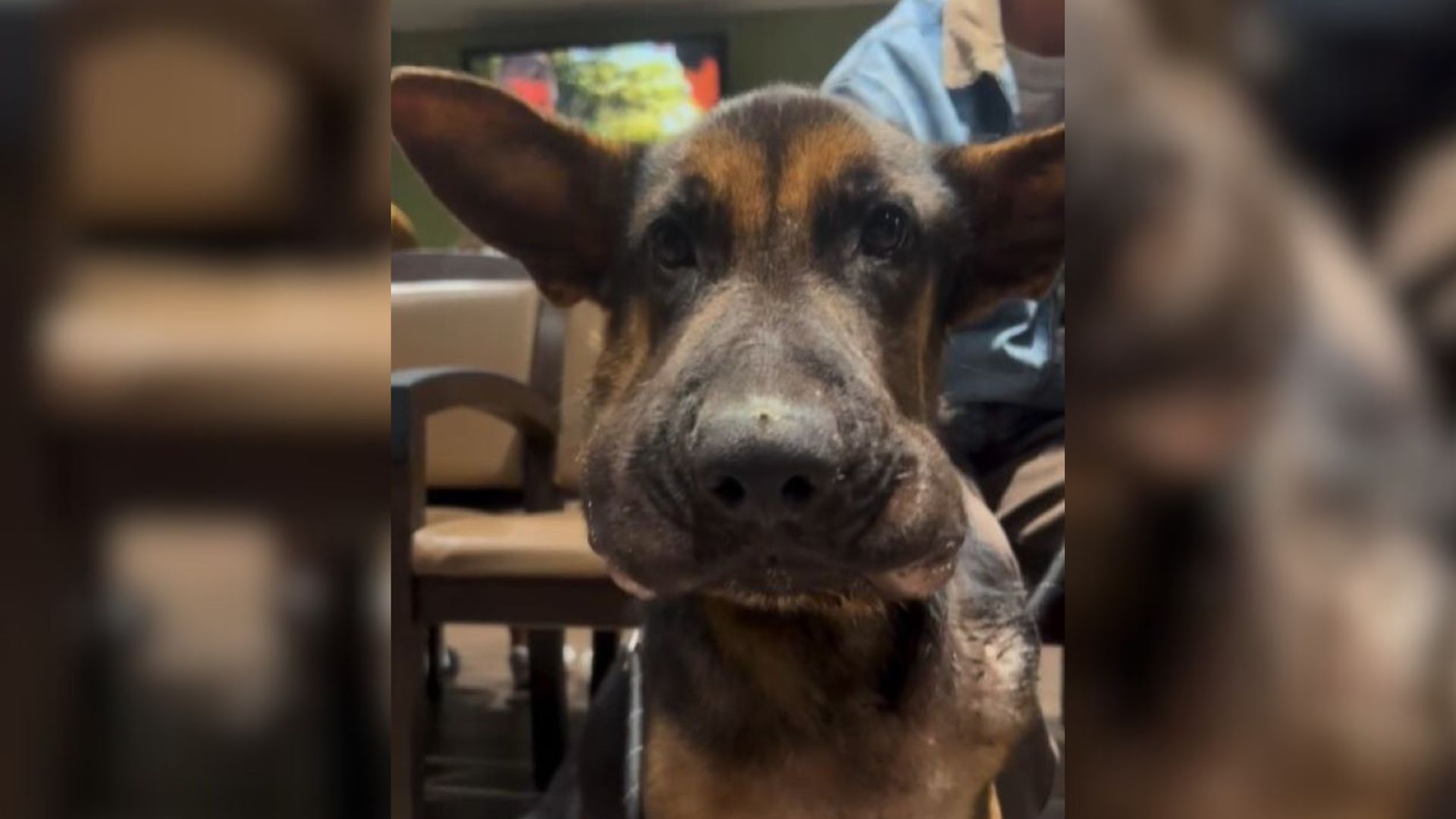 California Vets Shocked By Owner’s Cruel Abandonment Of Dog With Swollen Face At Clinic