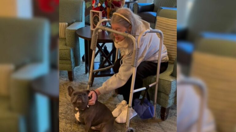 french bulldog visiting nursing home