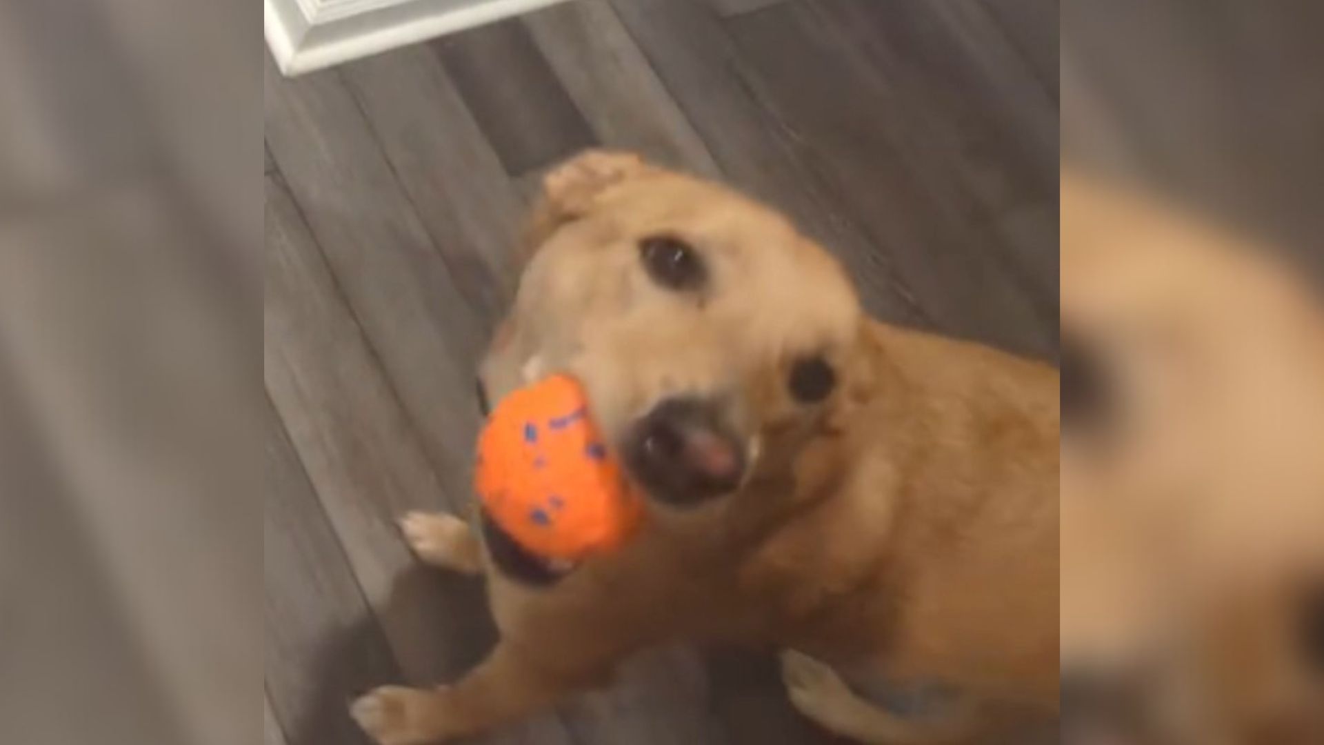 dog with a ball in its mouth