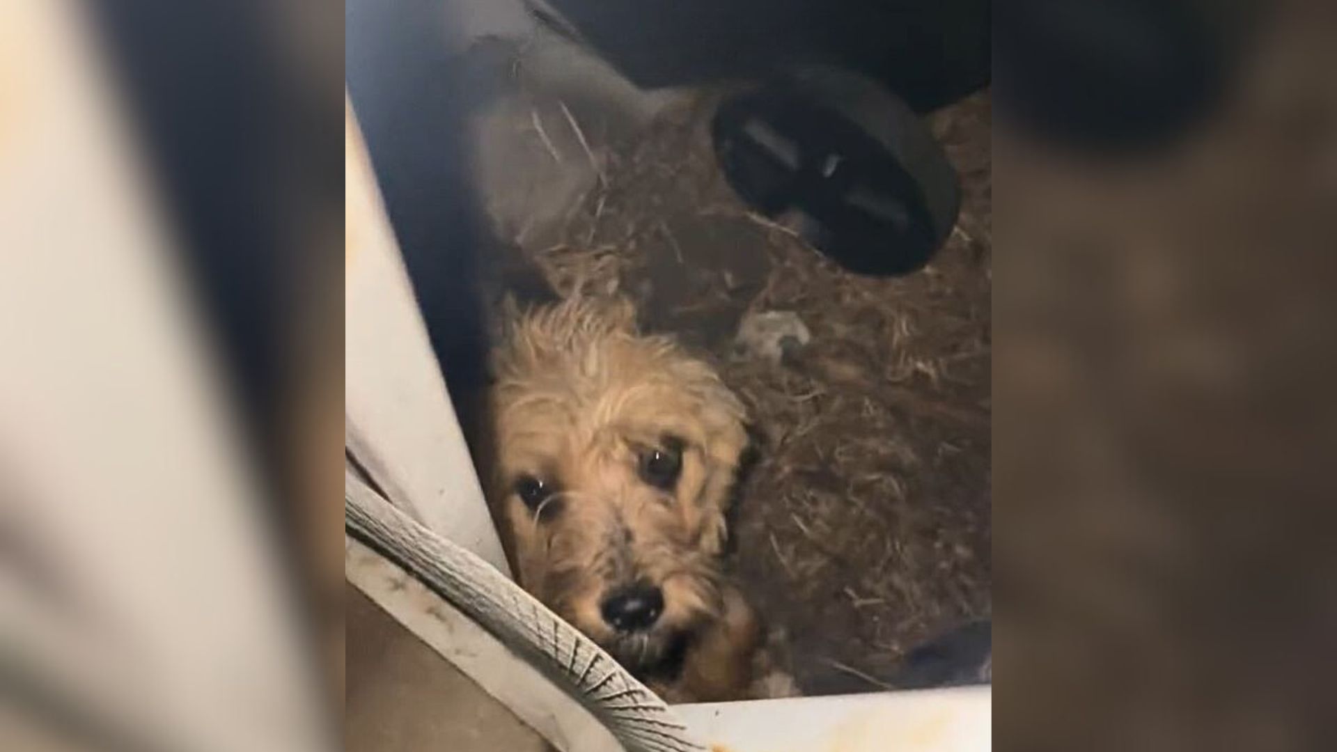 California Woman Heard A Noise Outside Her Home And Was Surprised By What She Discovered