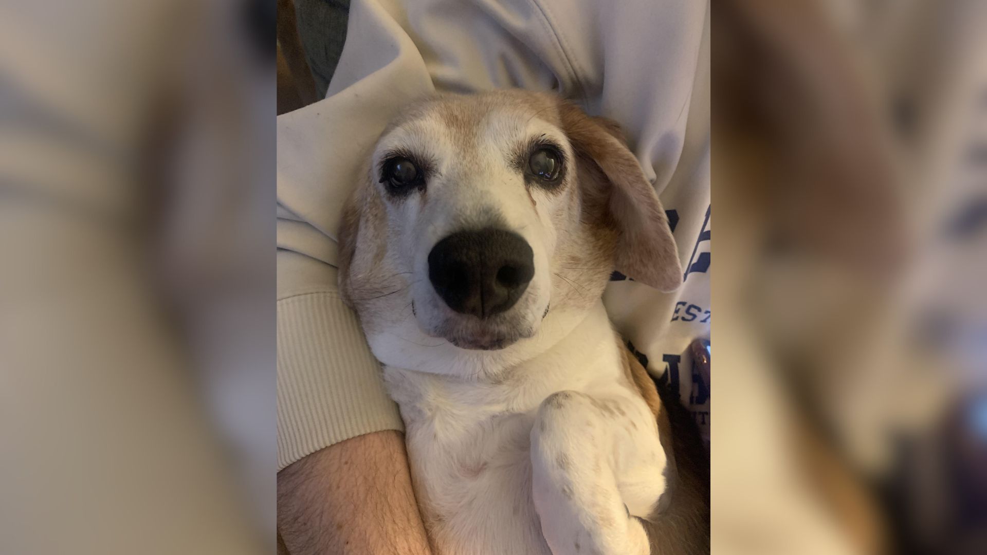 Adopted sweet dog