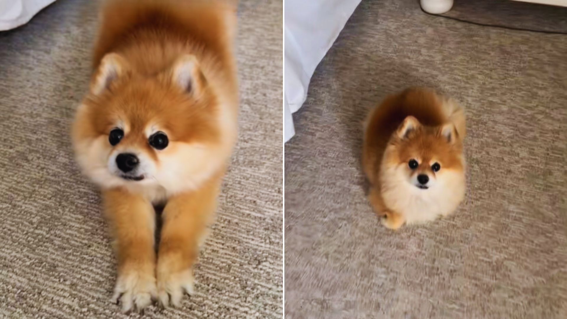 strange dog behavior