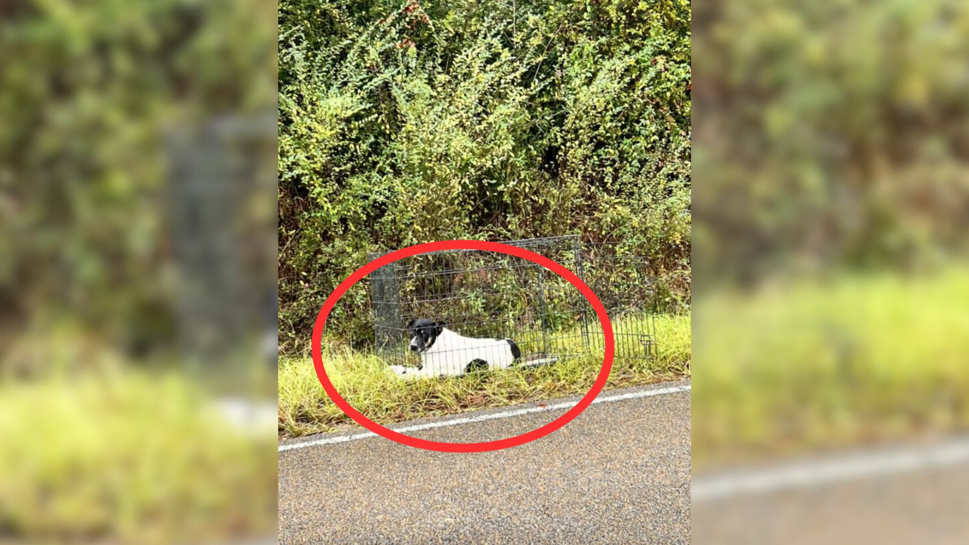 Woman Can’t Contain Shock After Seeing Dog Near Road, Hiding A Big Surprise