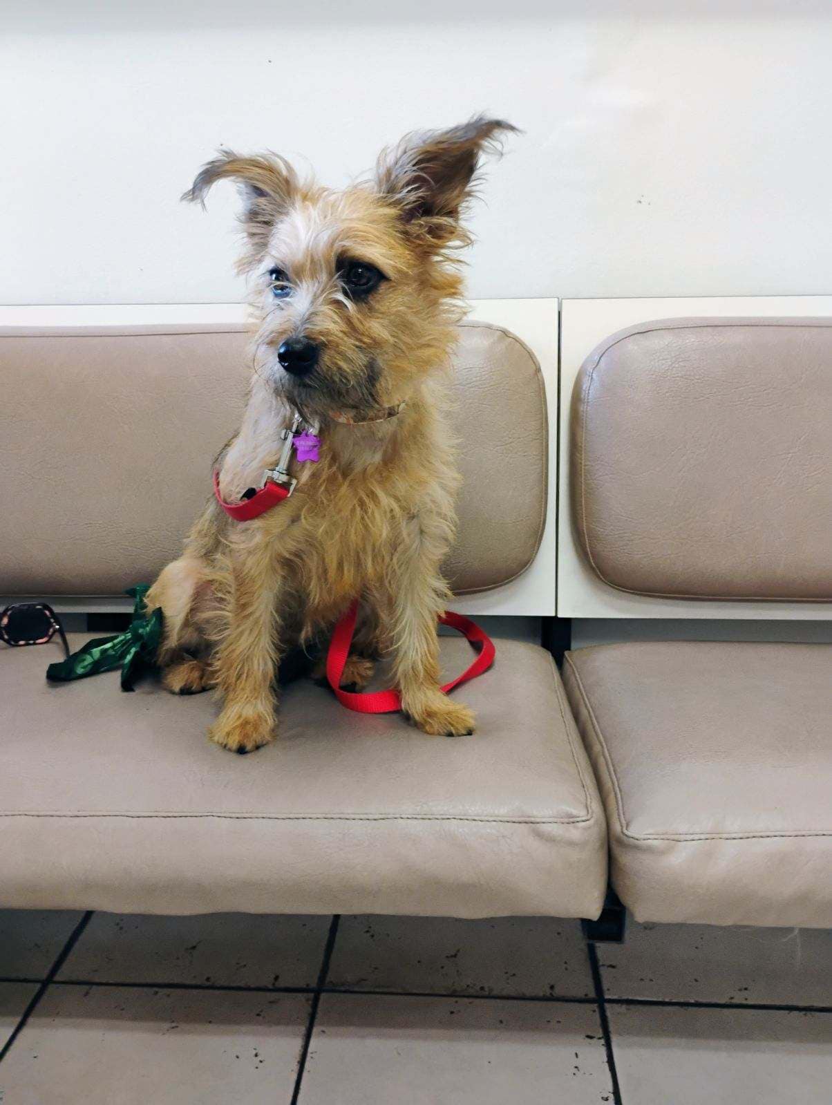 a shaggy dog ​​sits on a leather chair