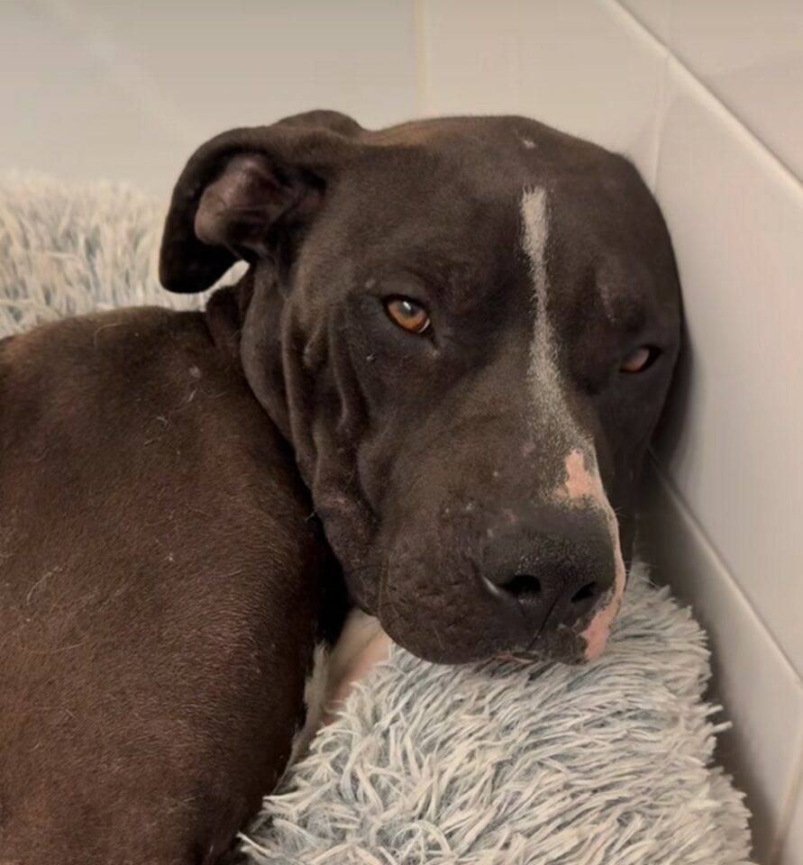 Rescuers Left Angry After Somebody Dumpled A Dog And Her Puppies On ...