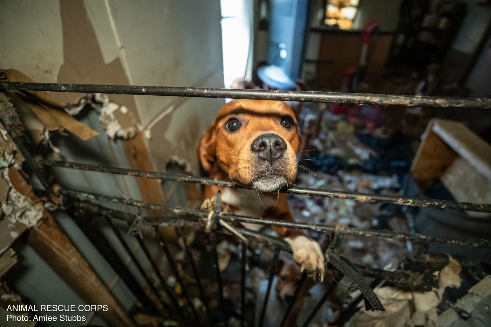 abandoned brown puppy