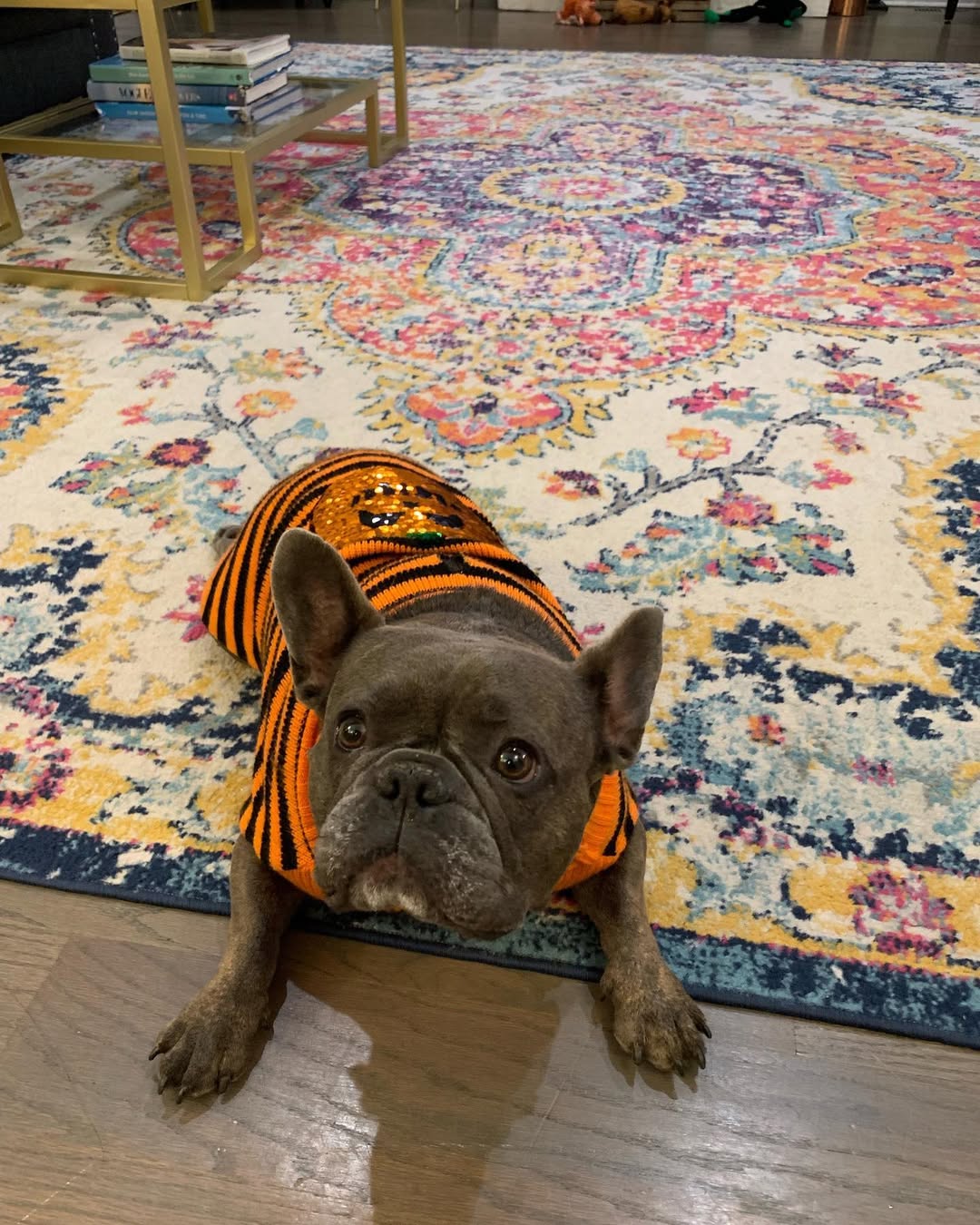 adorable french bulldog