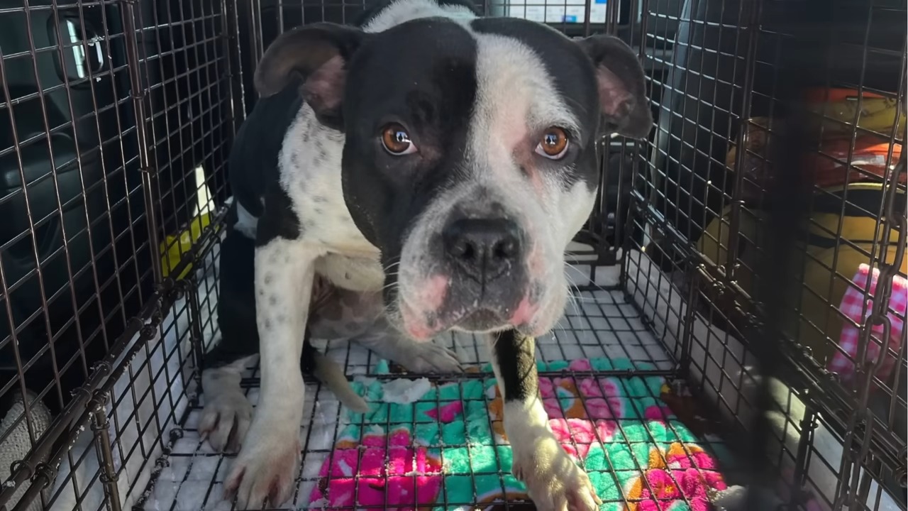 black and white puppy in a cage