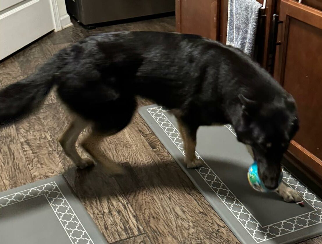dog with a ball in its mouth in the house