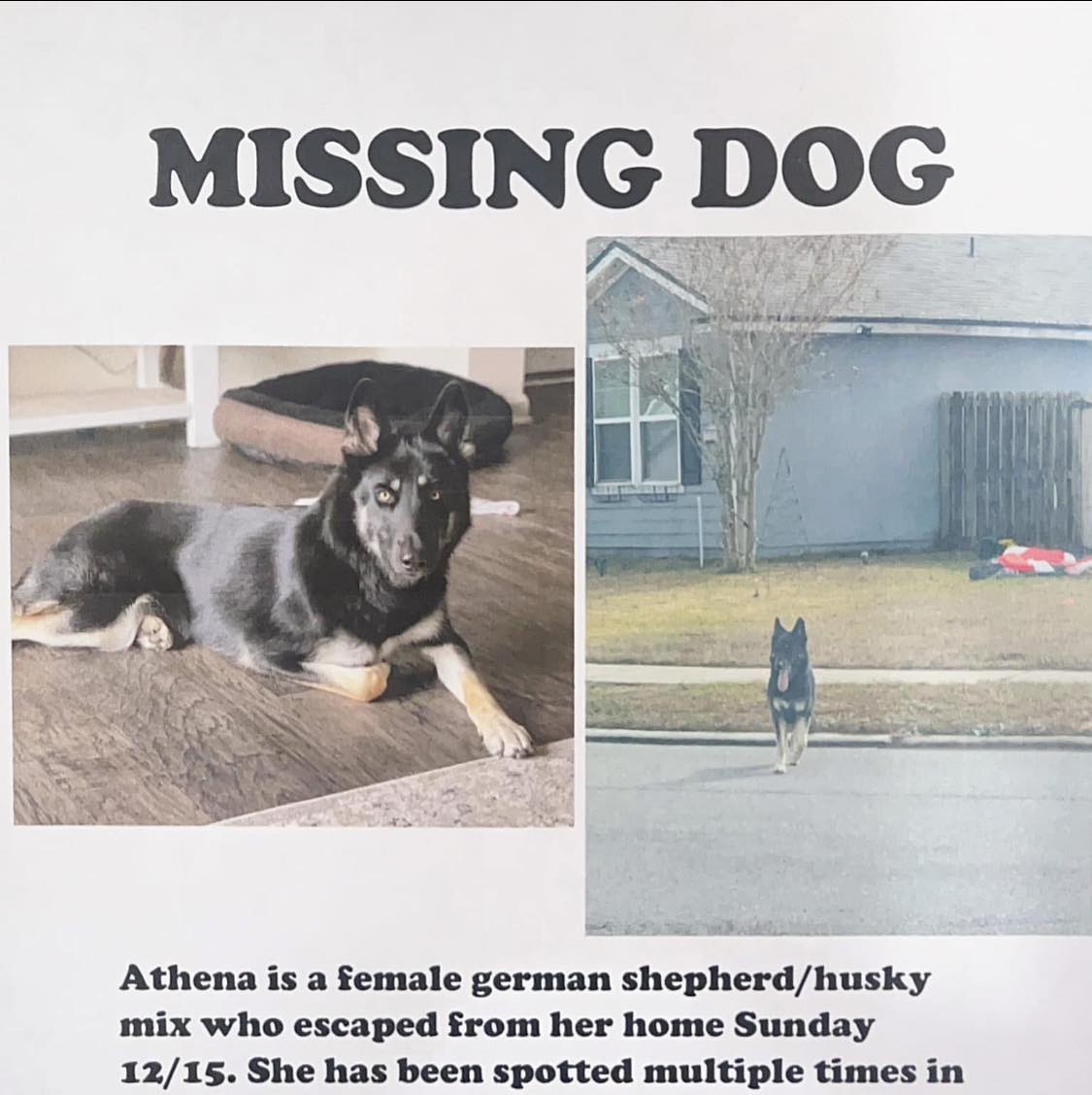 missing dog poster