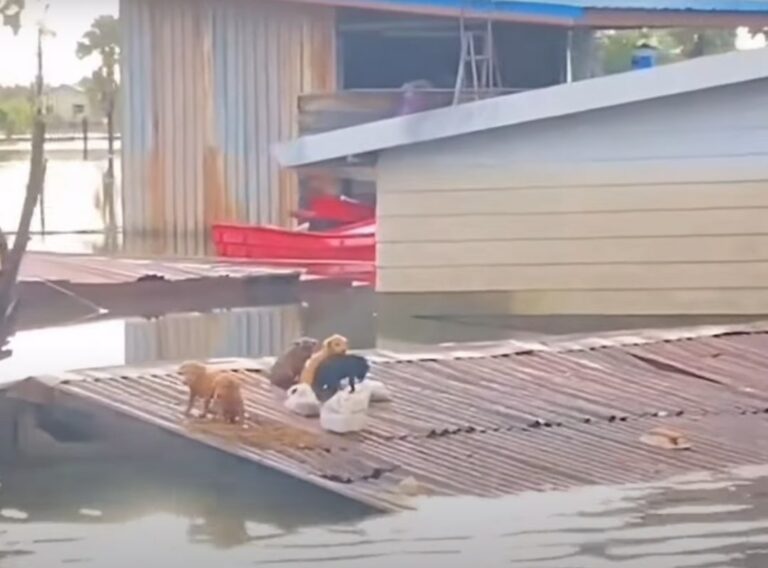 Distressing Scene Of Mom Dog And Her Puppies Stranded On Roof After ...