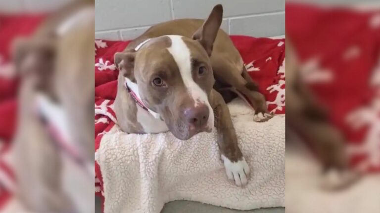 shelter dog