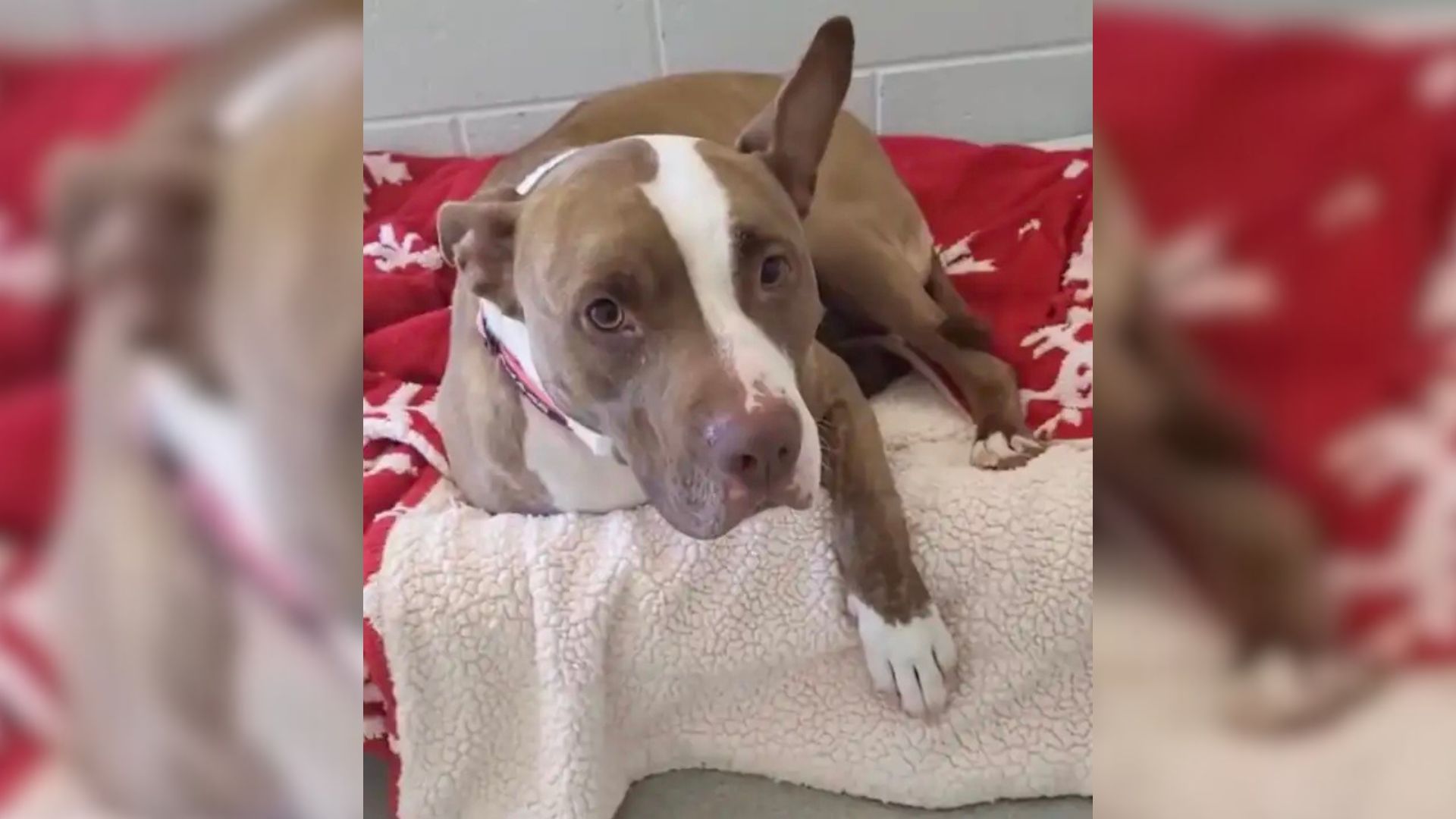 shelter dog