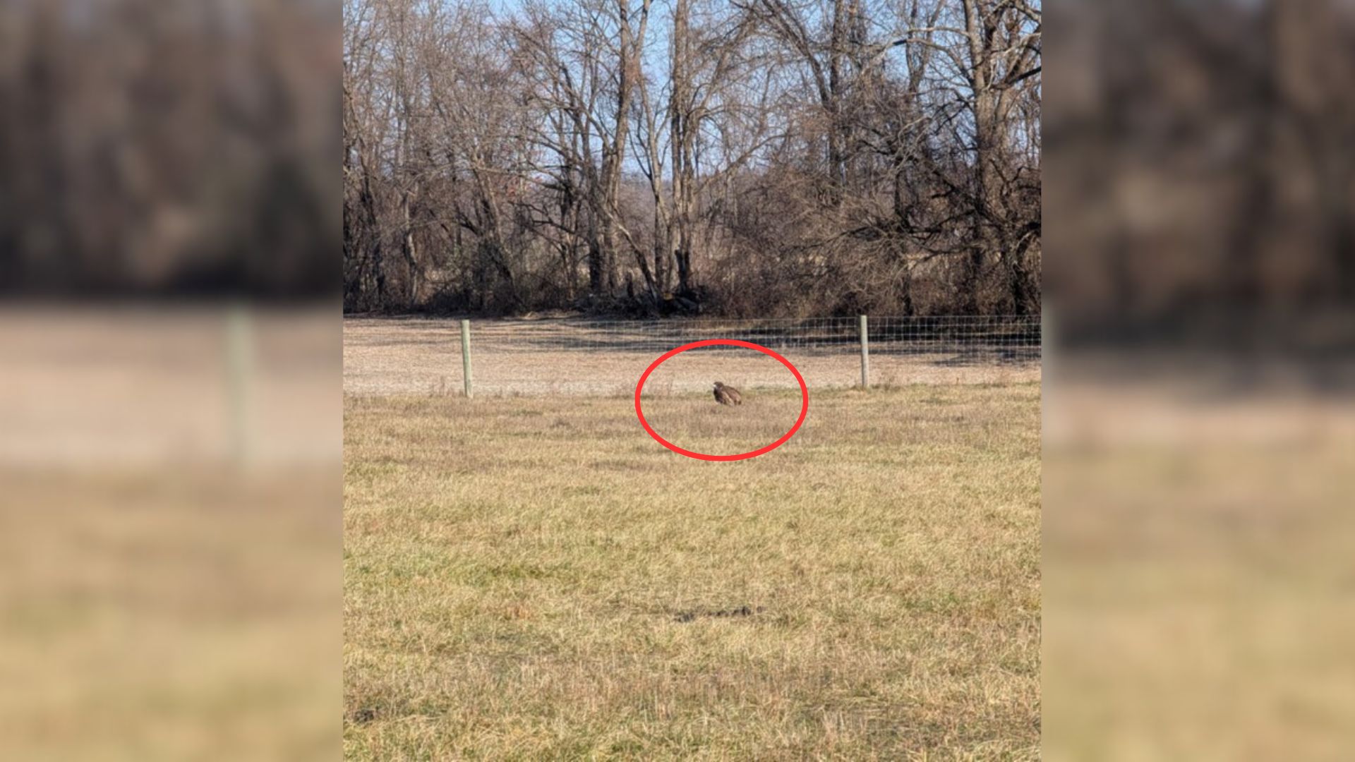 Pennsylvania Kid Spots Mysterious Animal Lying By The Fence, Its Identity Shocks Everyone