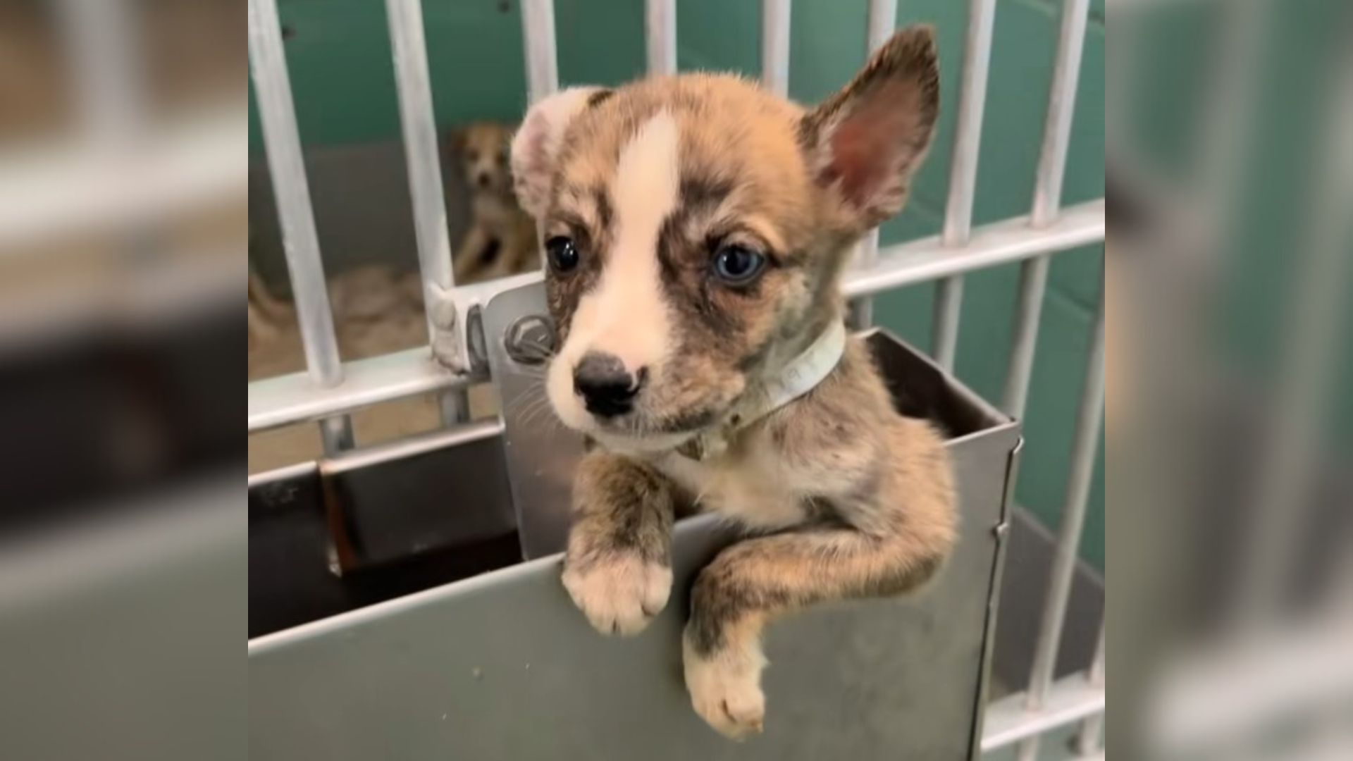 small puppy sticking out of his slick feeder