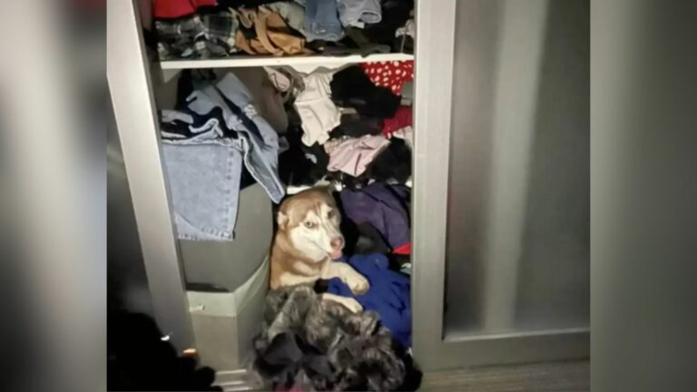 dog in the closet
