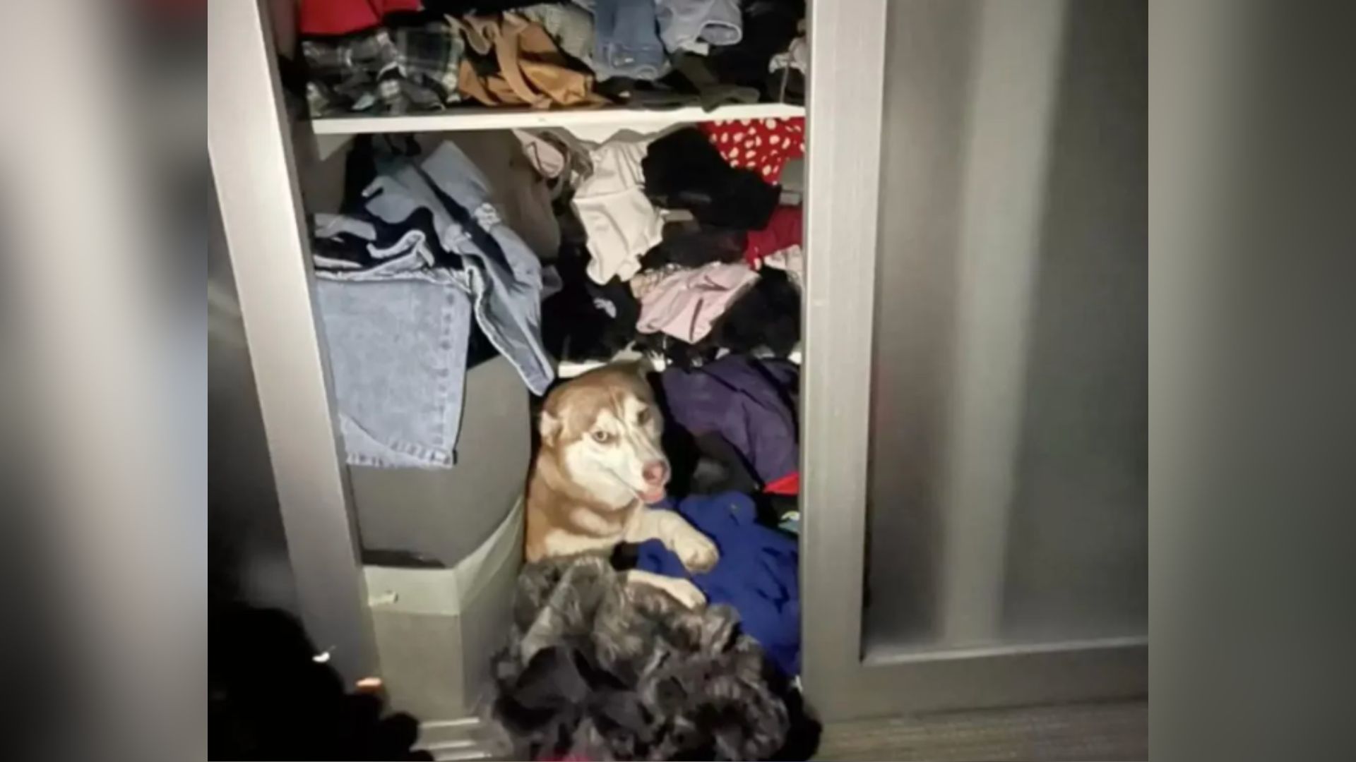 dog in the closet