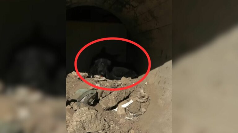 dog stuck in canal