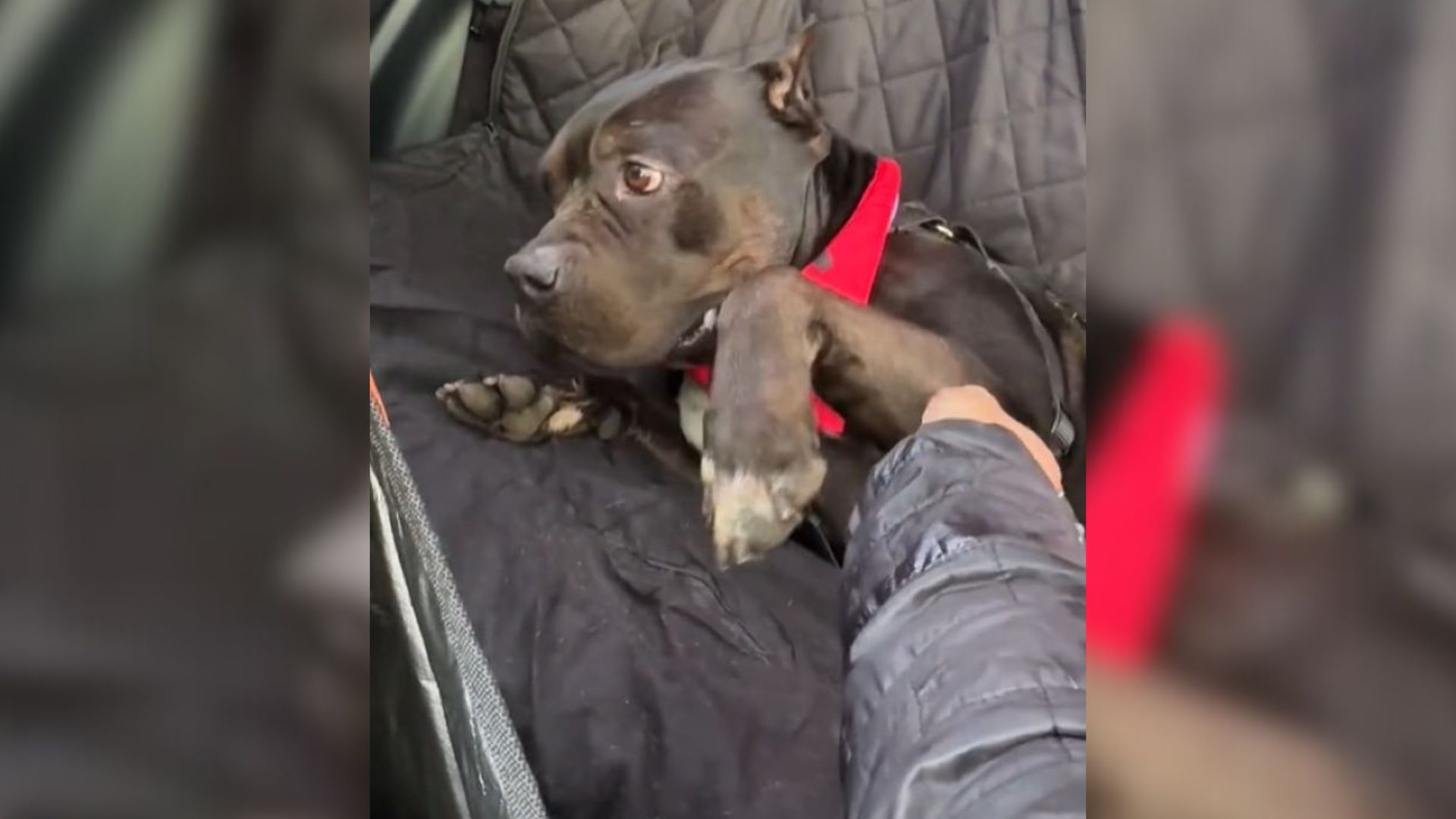 Georgia Shelter Pup’s ‘Final Goodbye’ Brings An Unbelievable Surprise