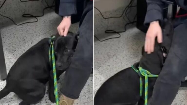 dog and shelter stuff