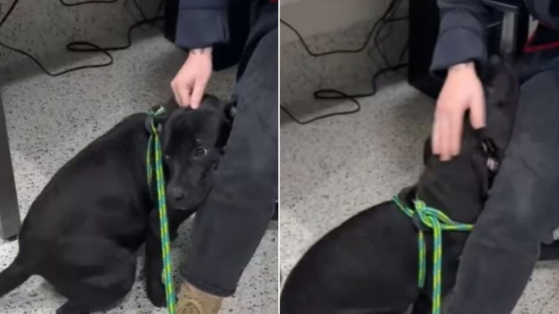 Pup Scheduled For Euthanasia Was So Scared That He Tried To Hide Behind His Favorite Worker