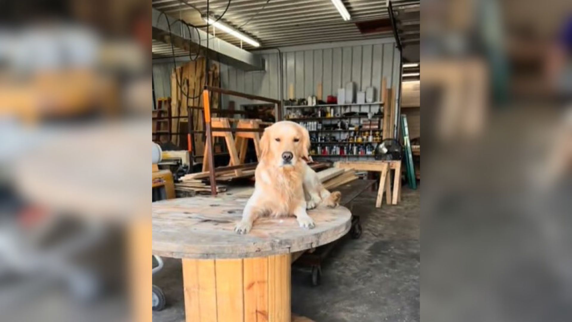 Dog in garage