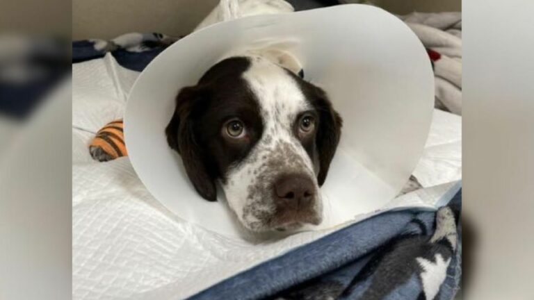 Injured dog
