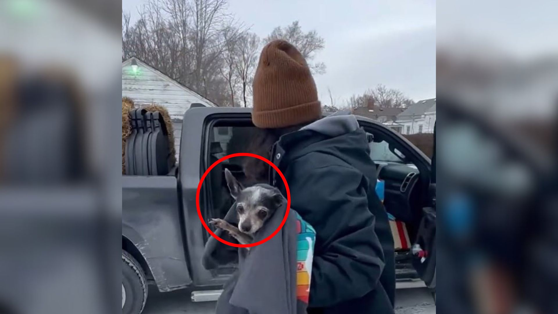 Michigan Rescuers Saw 2 Chihuahuas Locked In A Car In Freezing Weather, So They Tried To Help