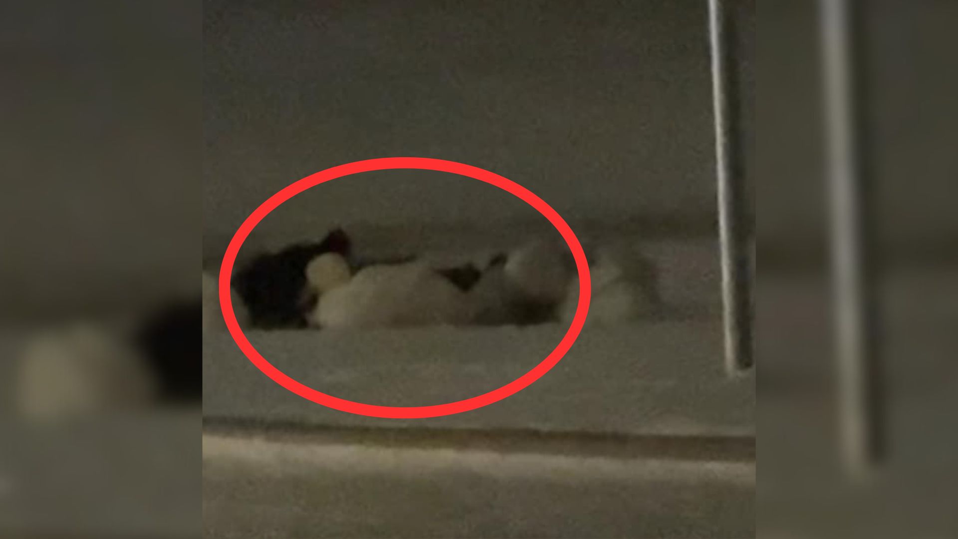 ducks in snow