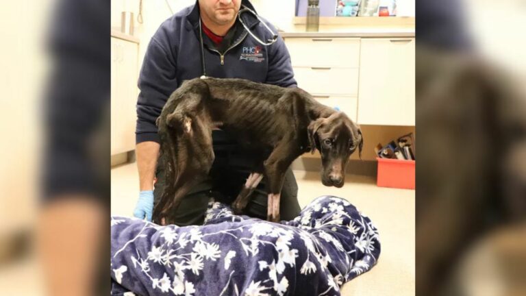 black dog