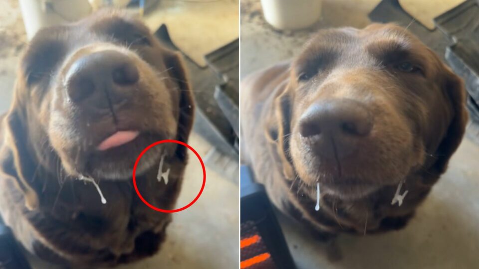 Oklahoma Owner Sees Dog Holding Something In His Mouth, Then Realizes ...