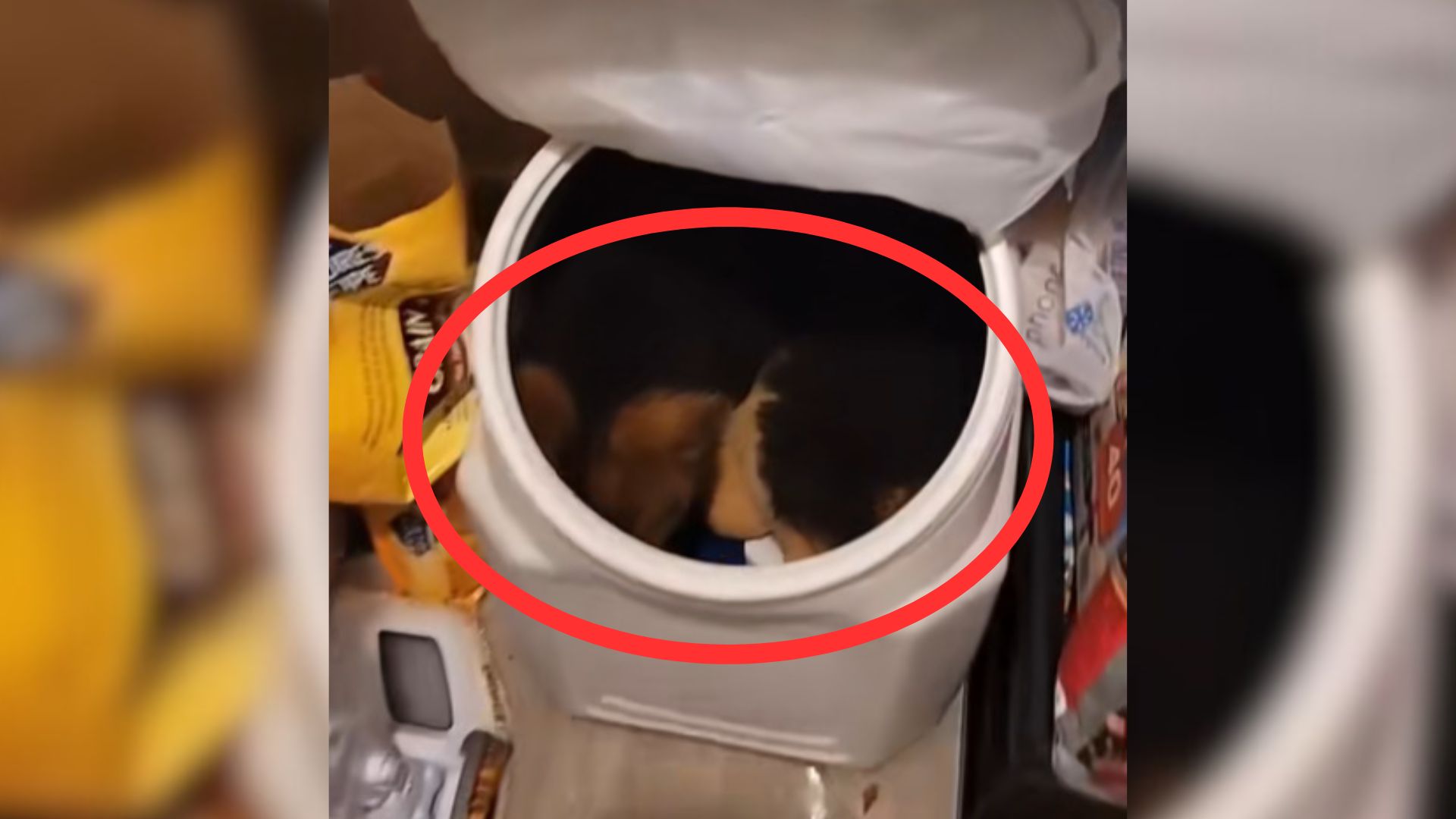 hiding puppy