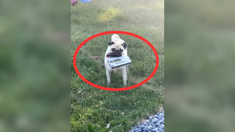 pug with something in mouth