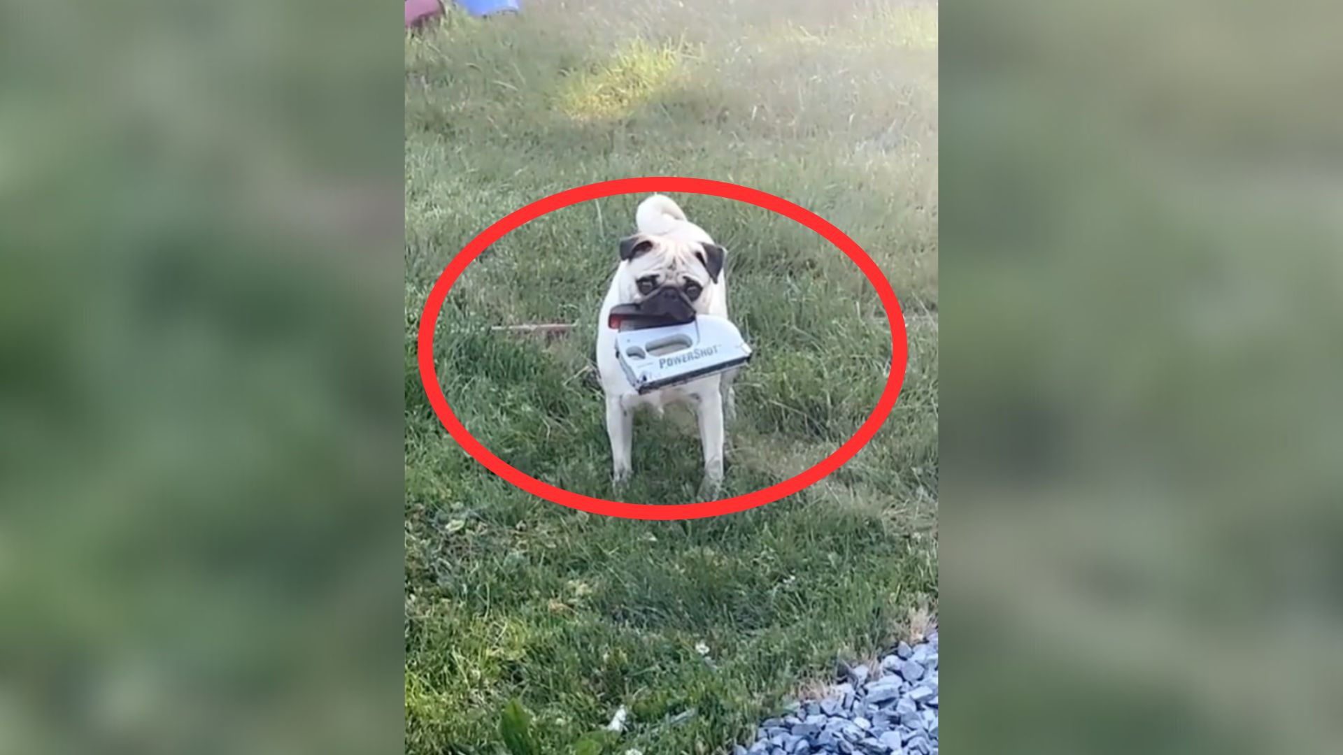 pug with something in mouth